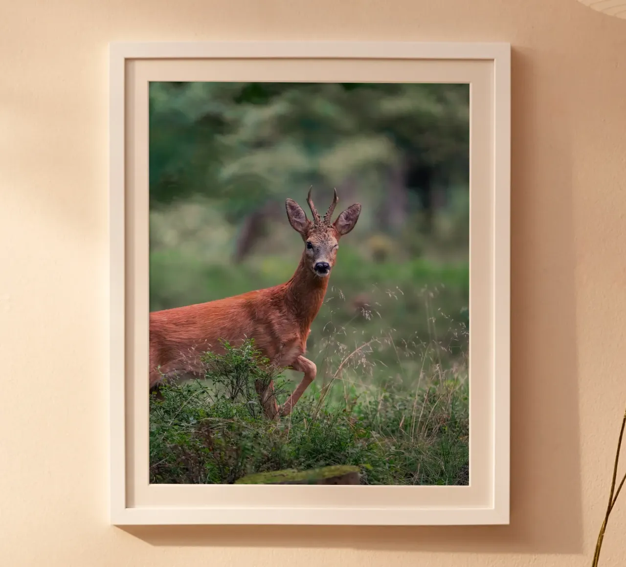 Rehwild blinzelt Hahnemühle von Tom's Wildlife
