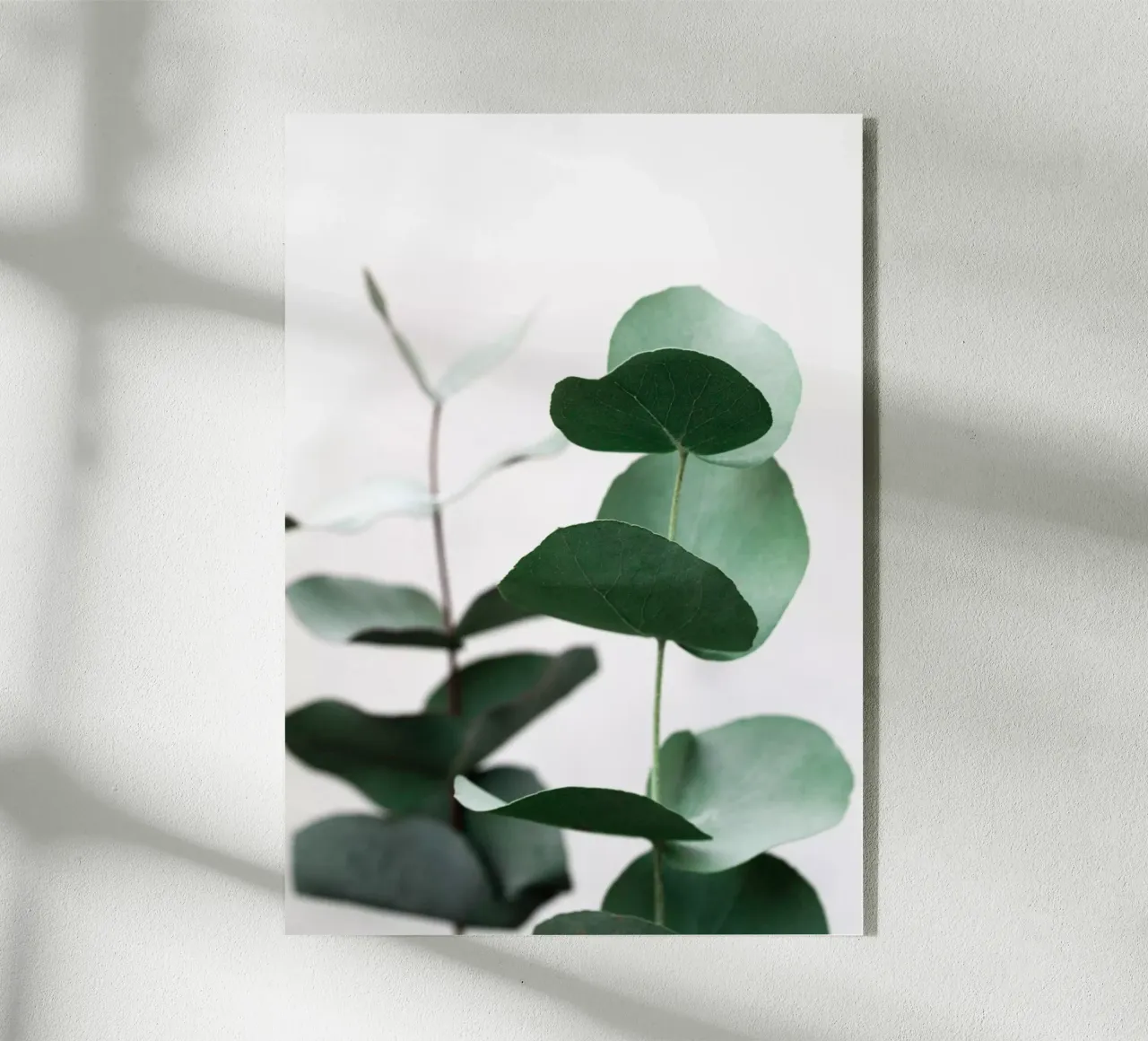 Eucalyptus 5 plexiglass da Mareike Böhmer Photography