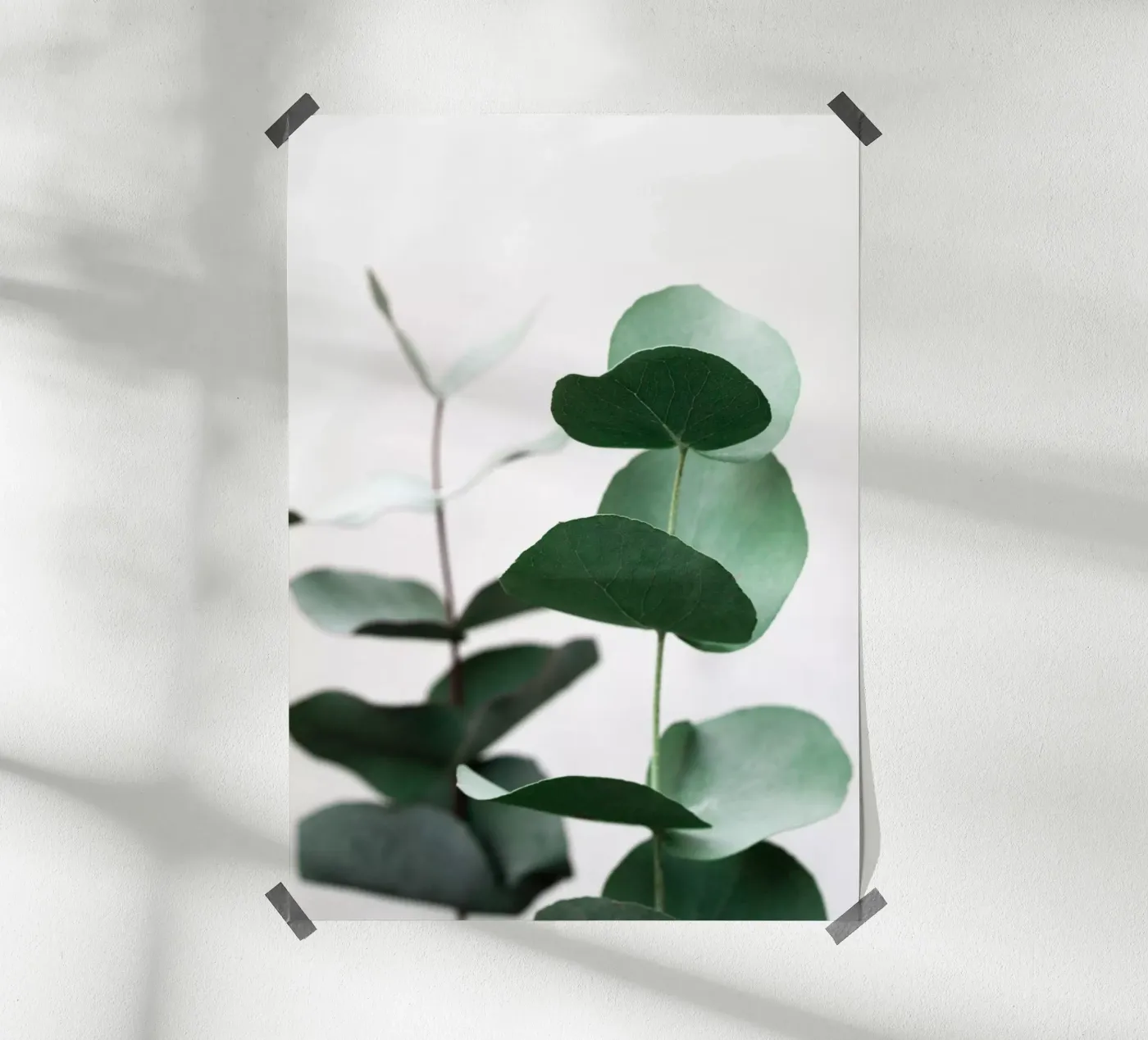 Eucalyptus 5 poster da Mareike Böhmer Photography