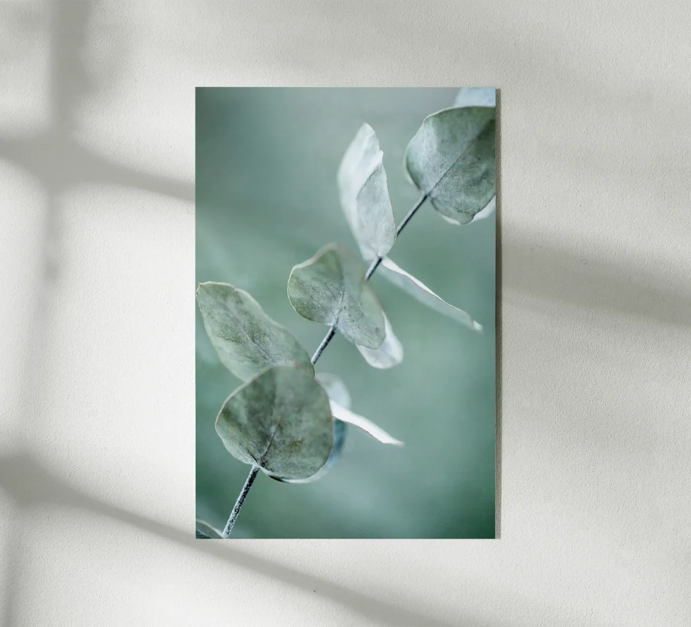 Eucalyptus 9 acrylic glass by Mareike Böhmer Photography