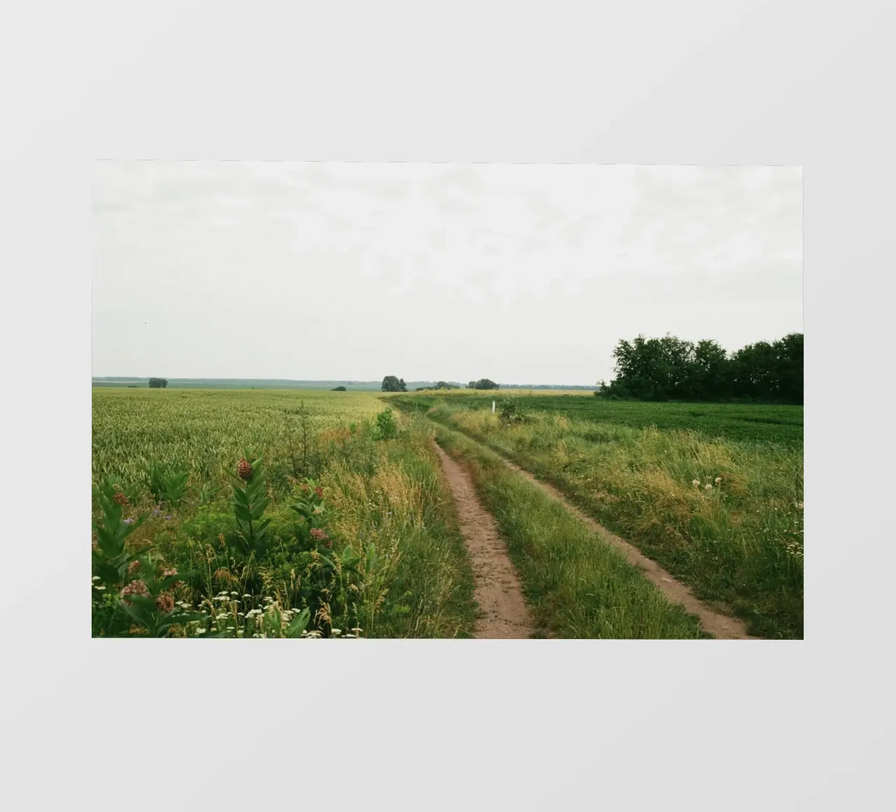 vegetation nature open field telo in pvc da cofa home