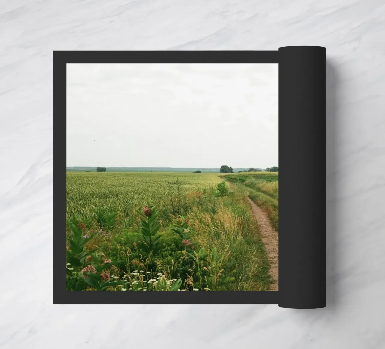 vegetation nature open field zerbino da cofa home