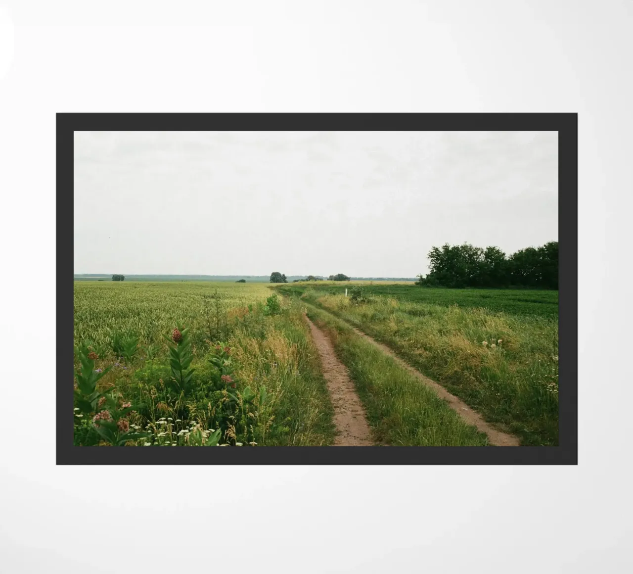vegetation nature open field zerbino da cofa home
