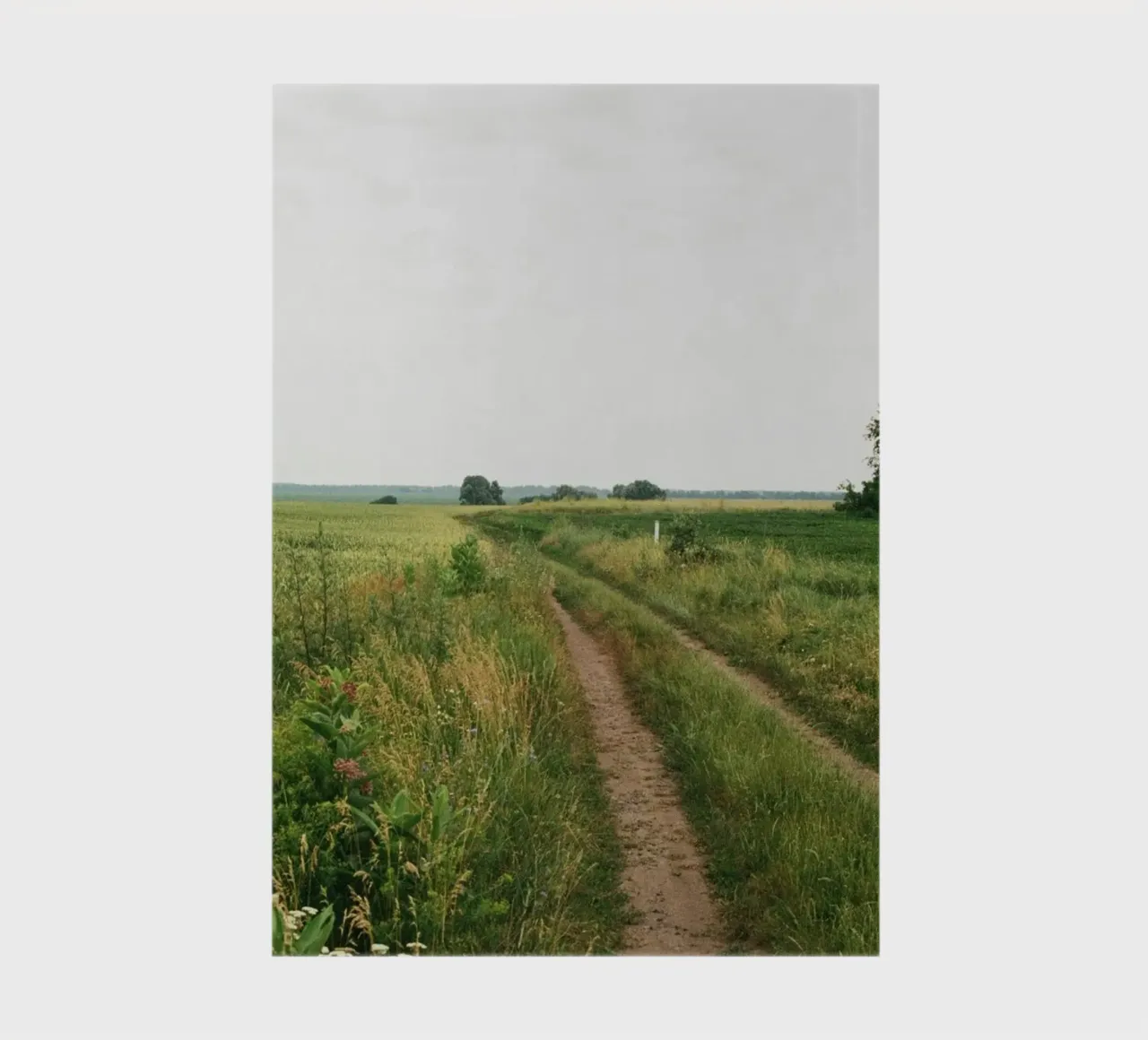 vegetation nature open field diario da cofa home
