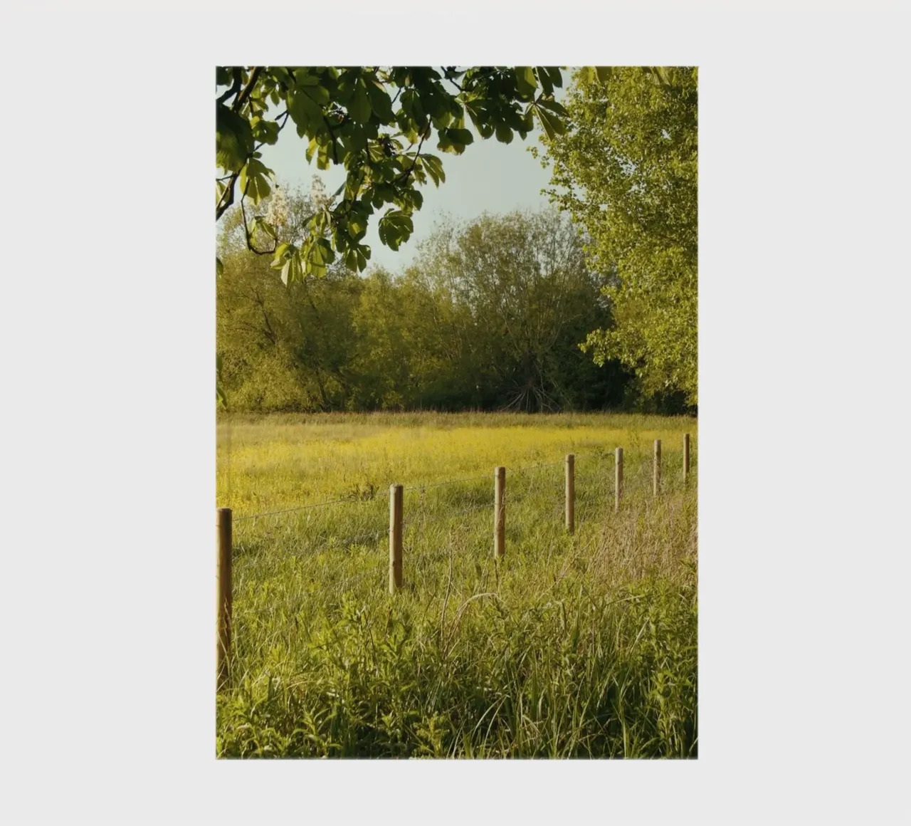 sunlight foliage horizon diario da cofa home