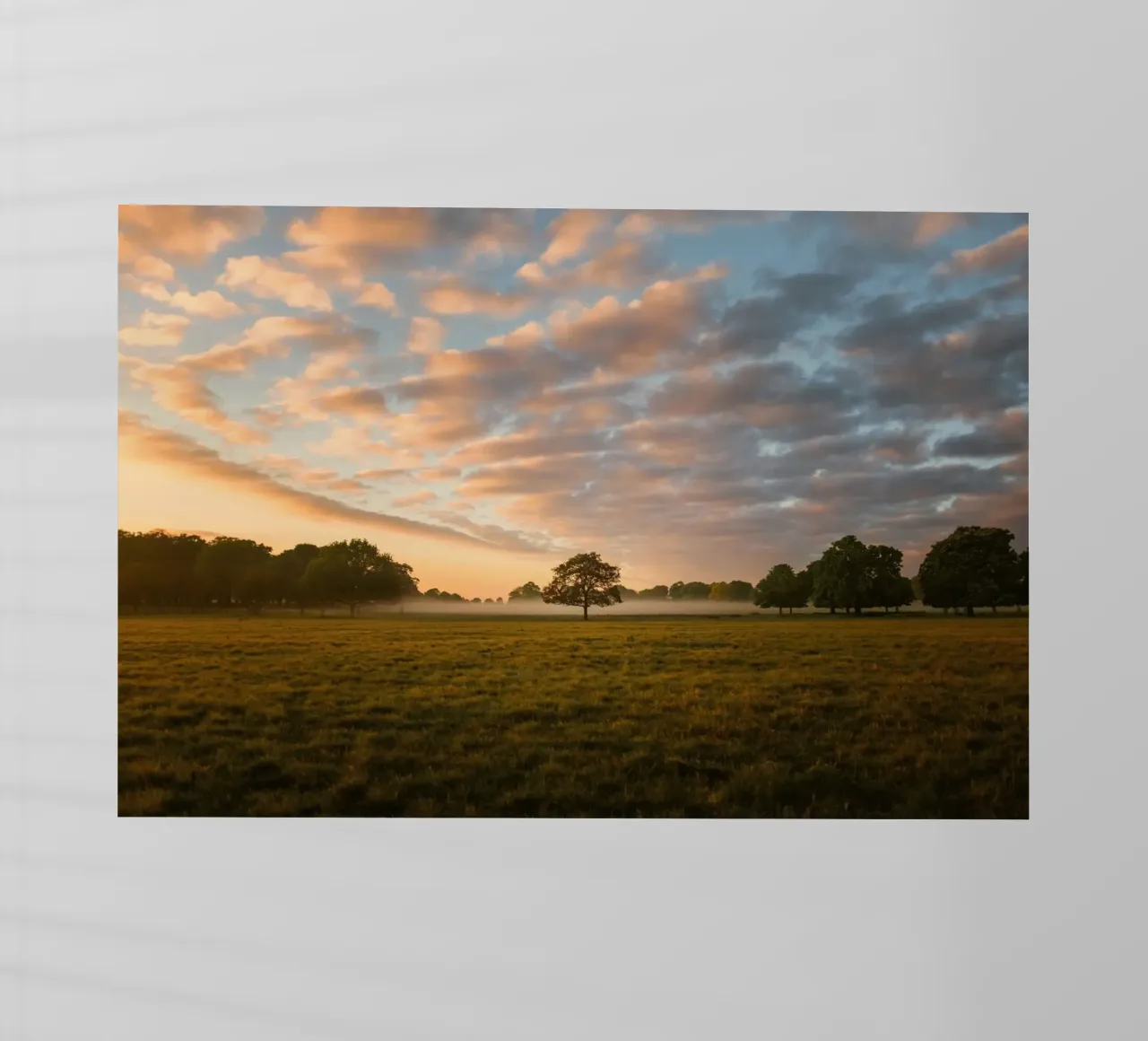 sunlight trees open space pellicola backlit da animal story home