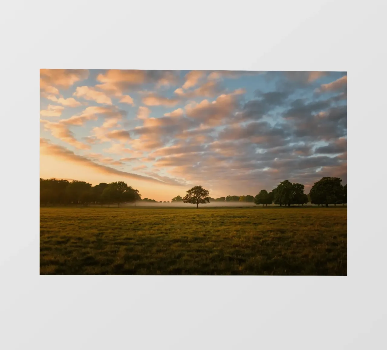 sunlight trees open space pellicola backlit da animal story home