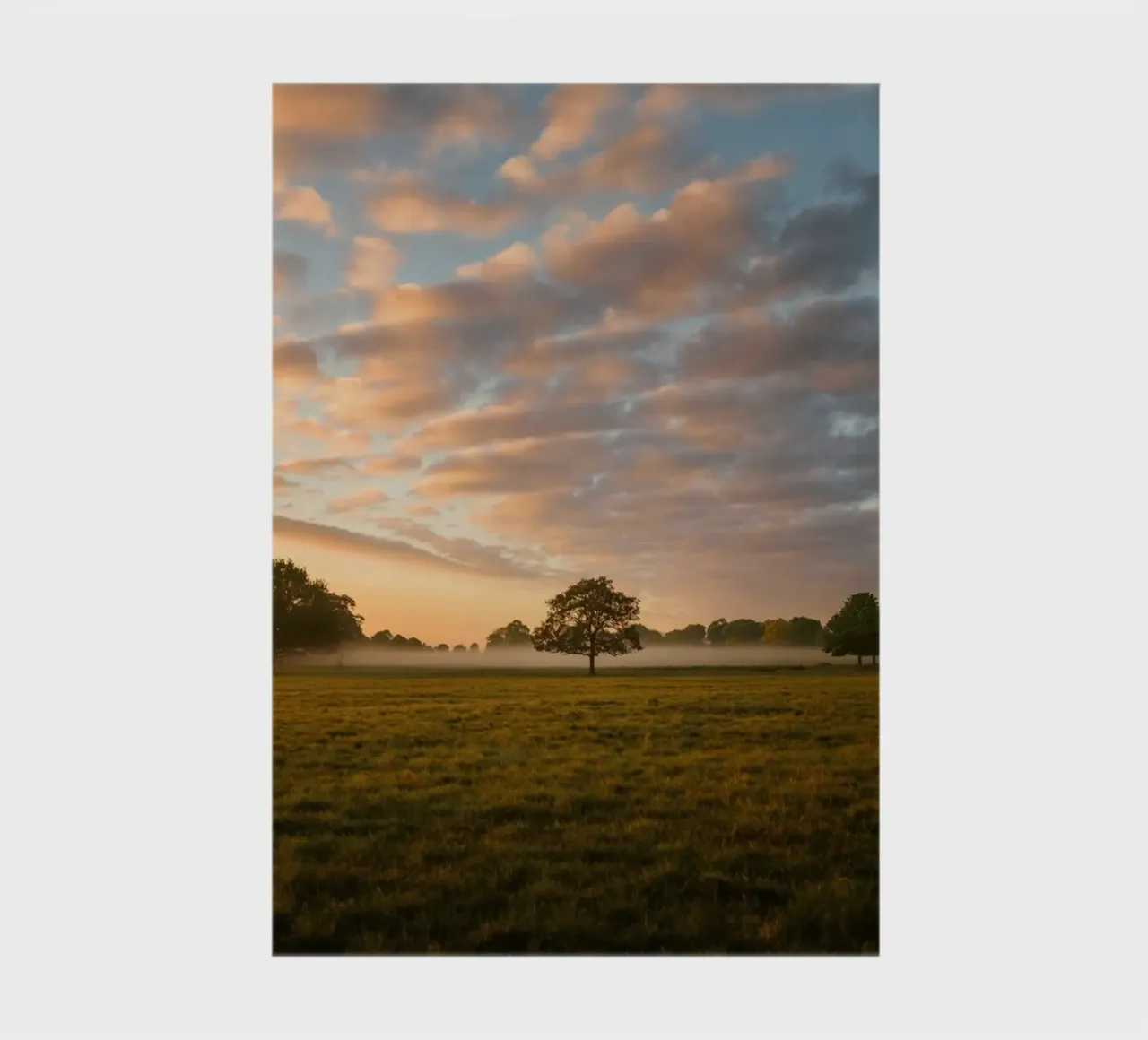 sunlight trees open space carnet de notes de animal story home
