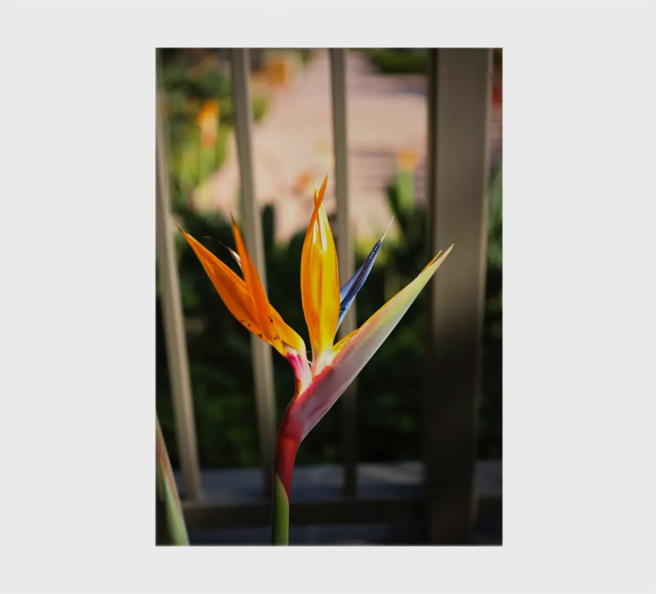 bird of paradise flower notebook by Earthly Visions