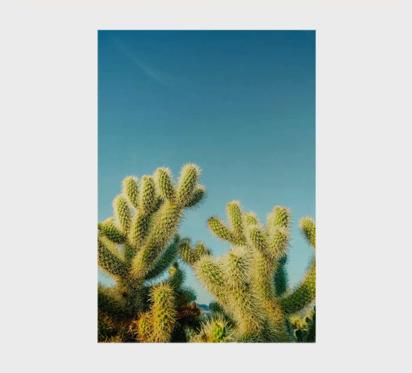 cactus desert notebook by Earthly Visions