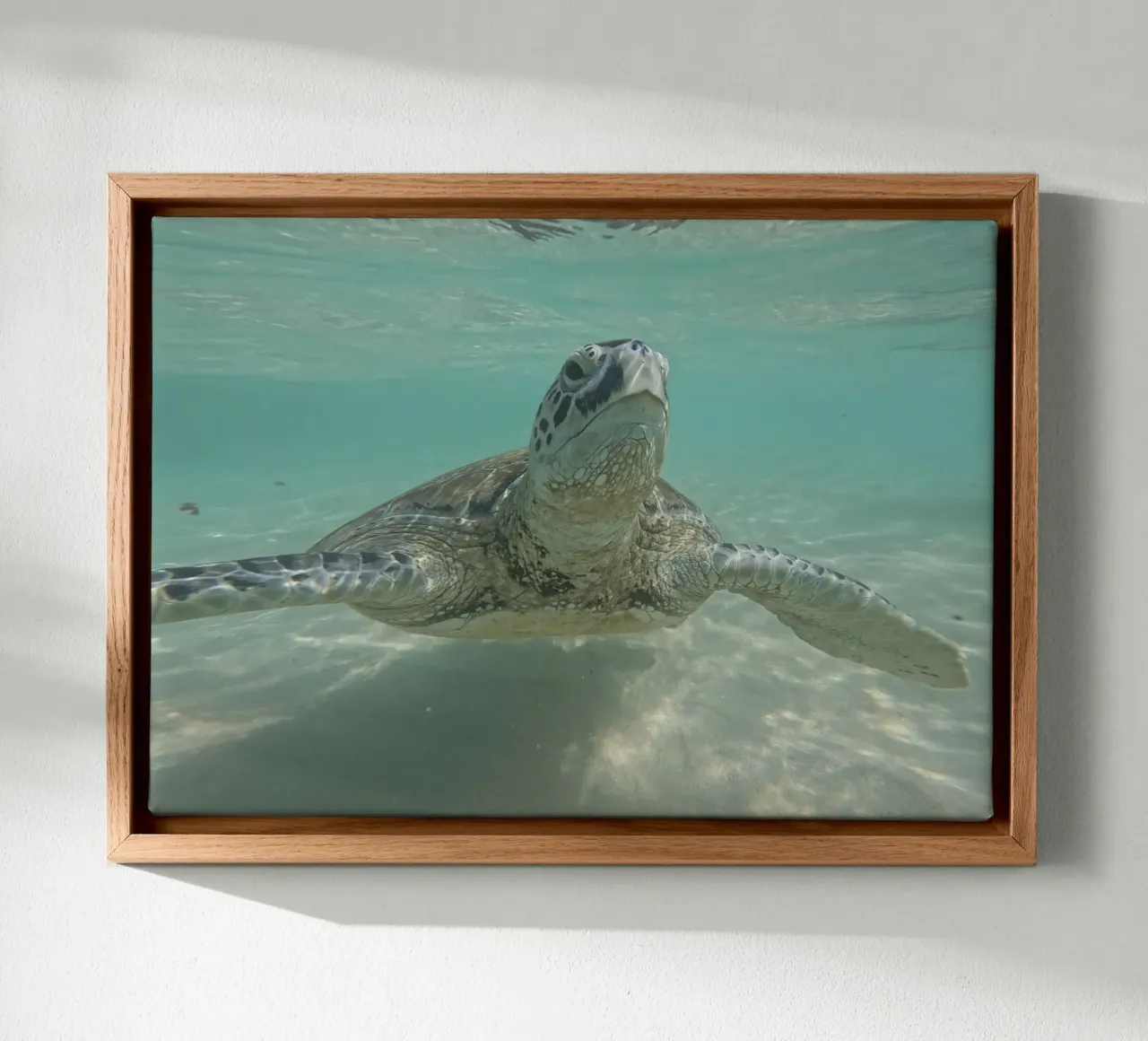 Meeresschildkröte unter Wasser am Turtle Beach, Sri Lanka Leinwand mit Schattenfugenrahmen von Roamance Studio
