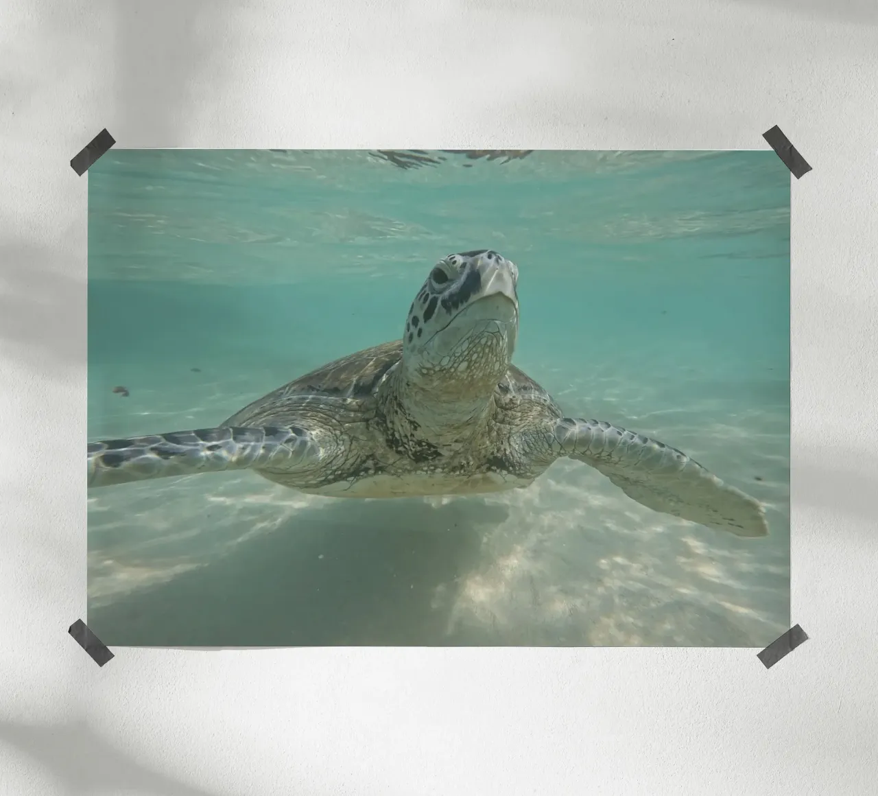 Tartaruga marina sott'acqua a Turtle Beach, Sri Lanka poster con telaio in legno da Roamance Studio