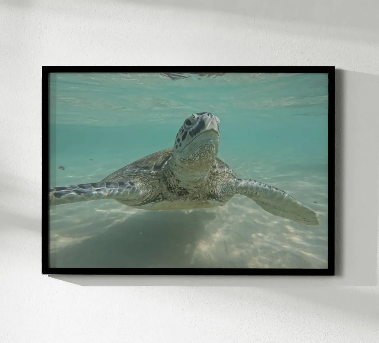 Tartaruga marina sott'acqua a Turtle Beach, Sri Lanka poster con telaio in legno da Roamance Studio