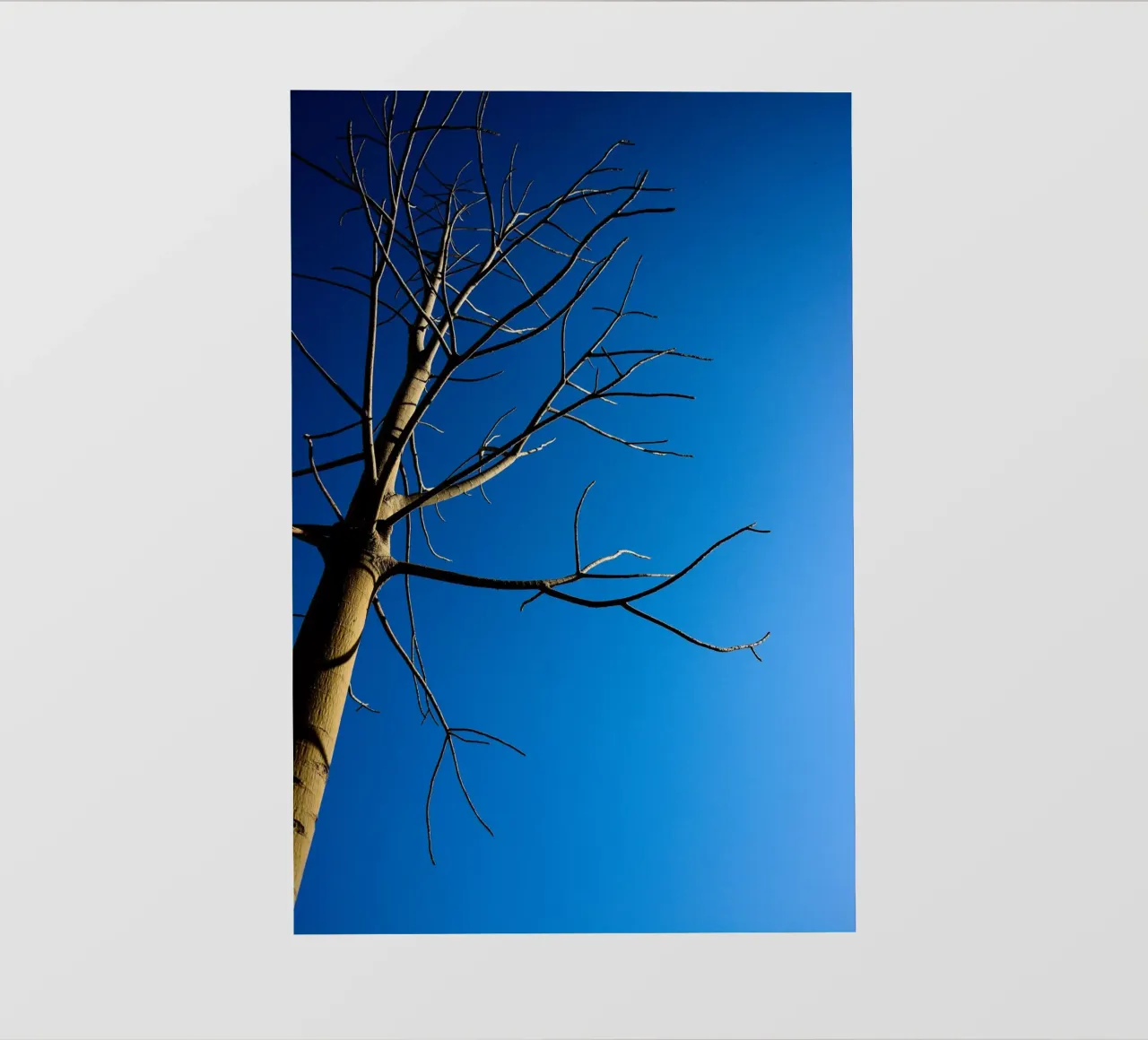 Albero nudo pellicola backlit da Tal Paz-Fridman