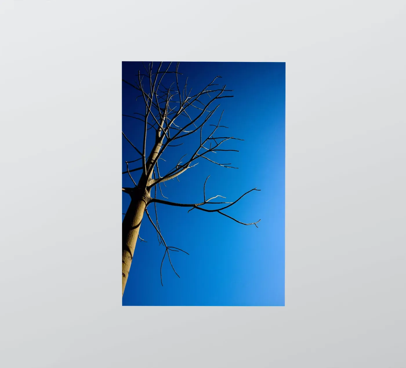 Bare Tree sticker by Tal Paz-Fridman