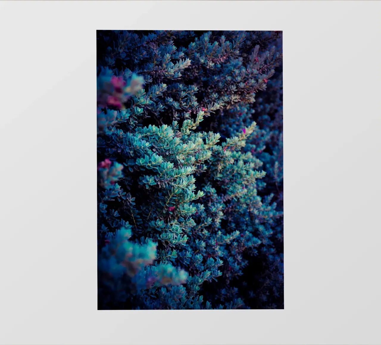 Primavera pellicola backlit da Tal Paz-Fridman