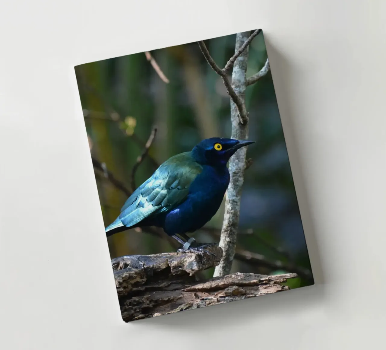 Glossy Starling in the Forest Light notebook by byrieneke