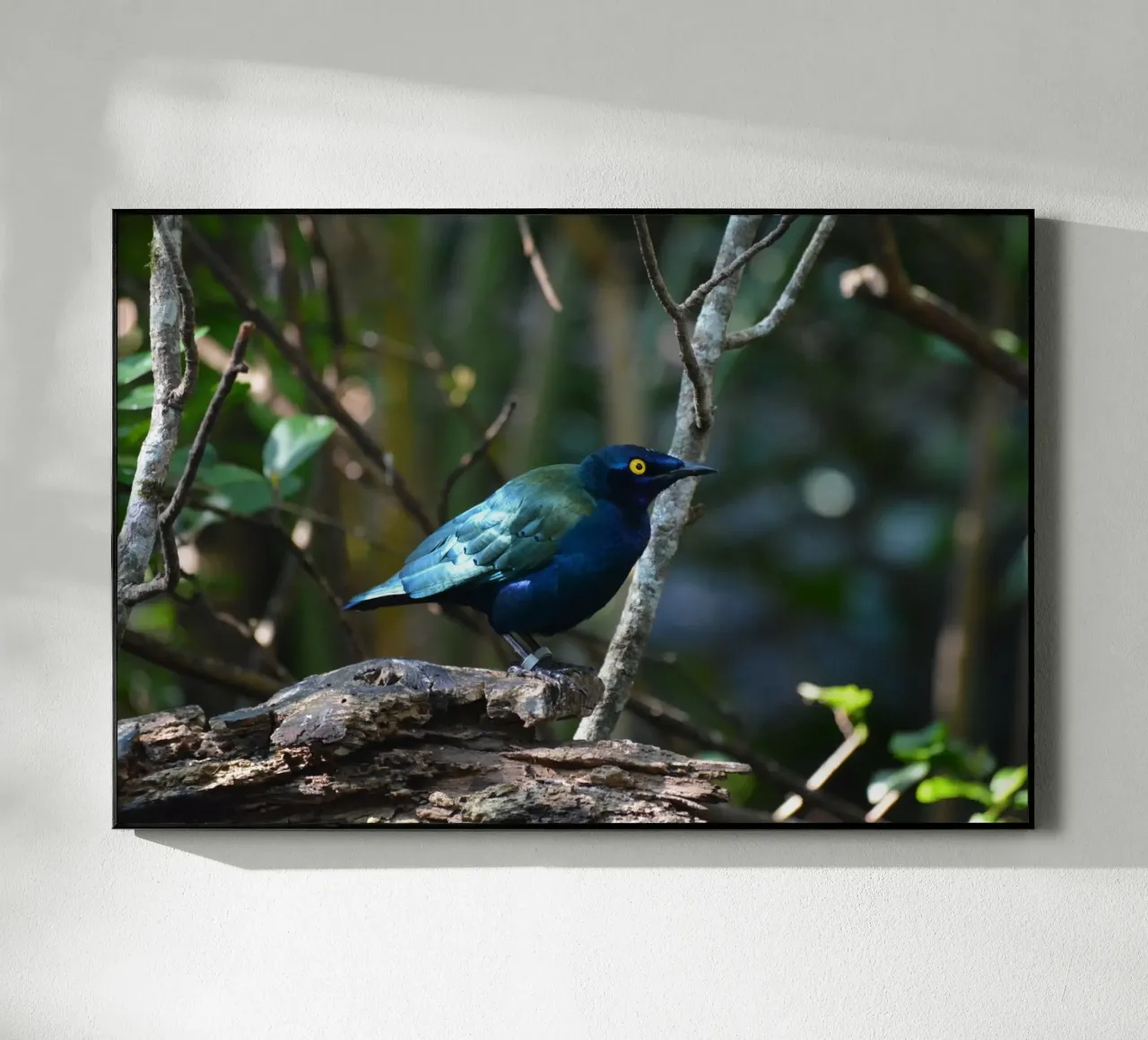 Glossy Starling in the Forest Light acrylic glass by byrieneke