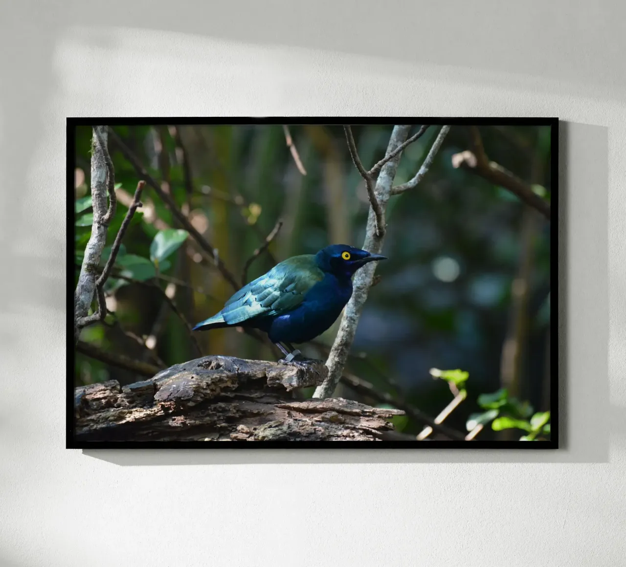 Glossy Starling in the Forest Light hahnemühle by byrieneke