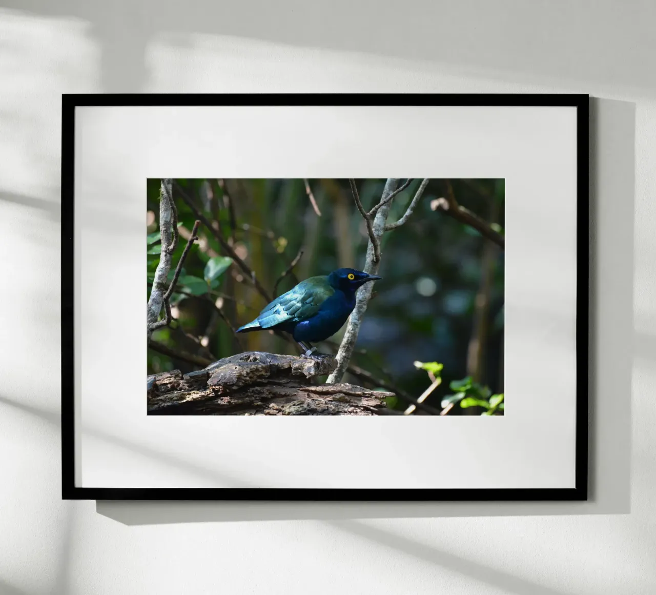 Glossy Starling in the Forest Light hahnemühle by byrieneke