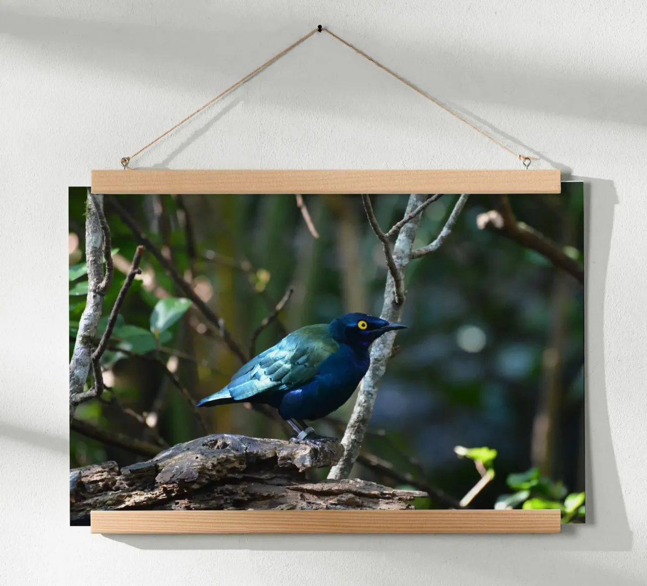 Glossy Starling in the Forest Light hahnemühle by byrieneke