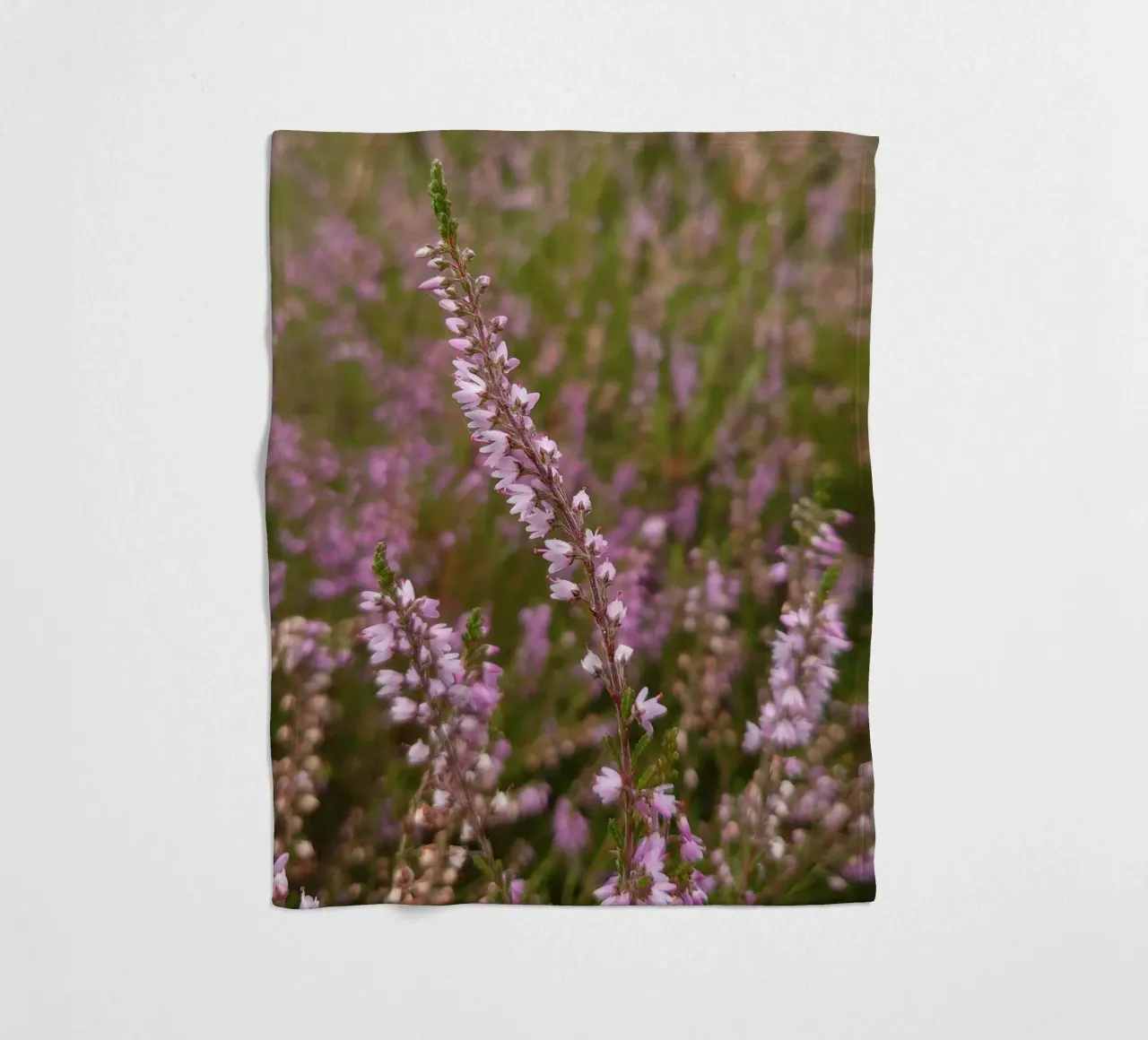 Fiori di erica rosa e viola coperta in pile da byrieneke