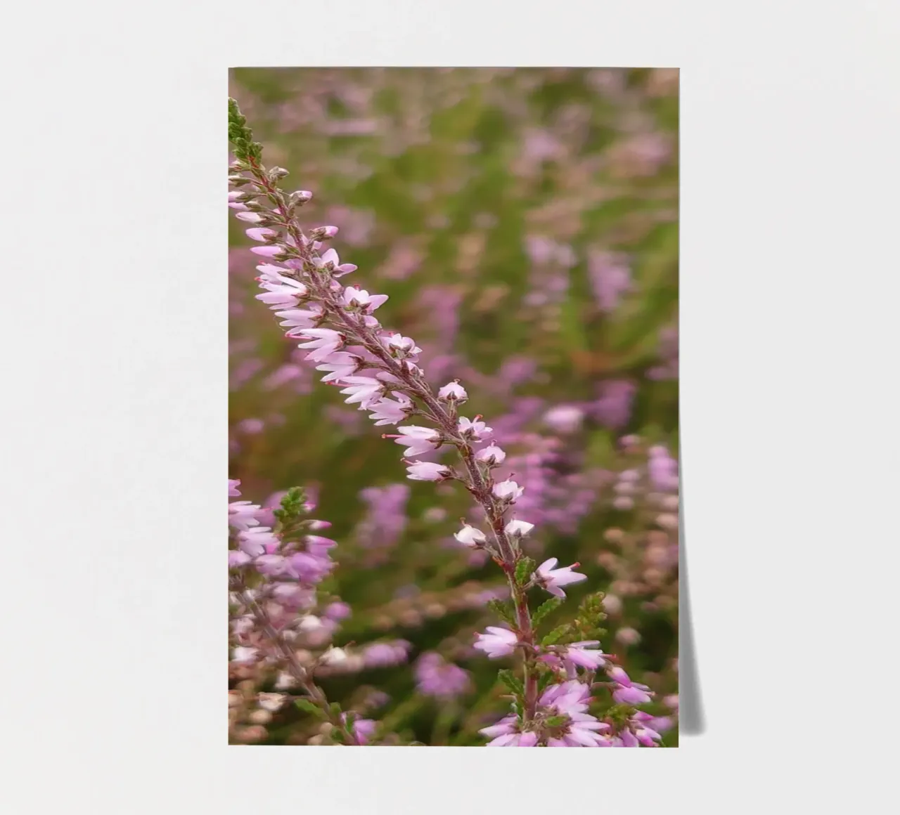 Pink and Purple Heather Blossoms sticker sheet by byrieneke