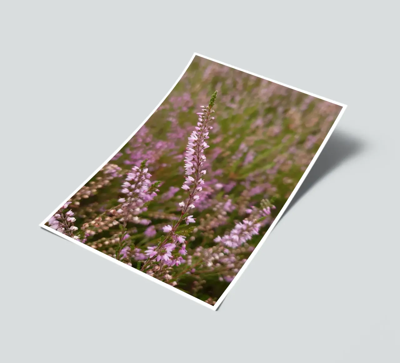 Pink and Purple Heather Blossoms sticker sheet by byrieneke