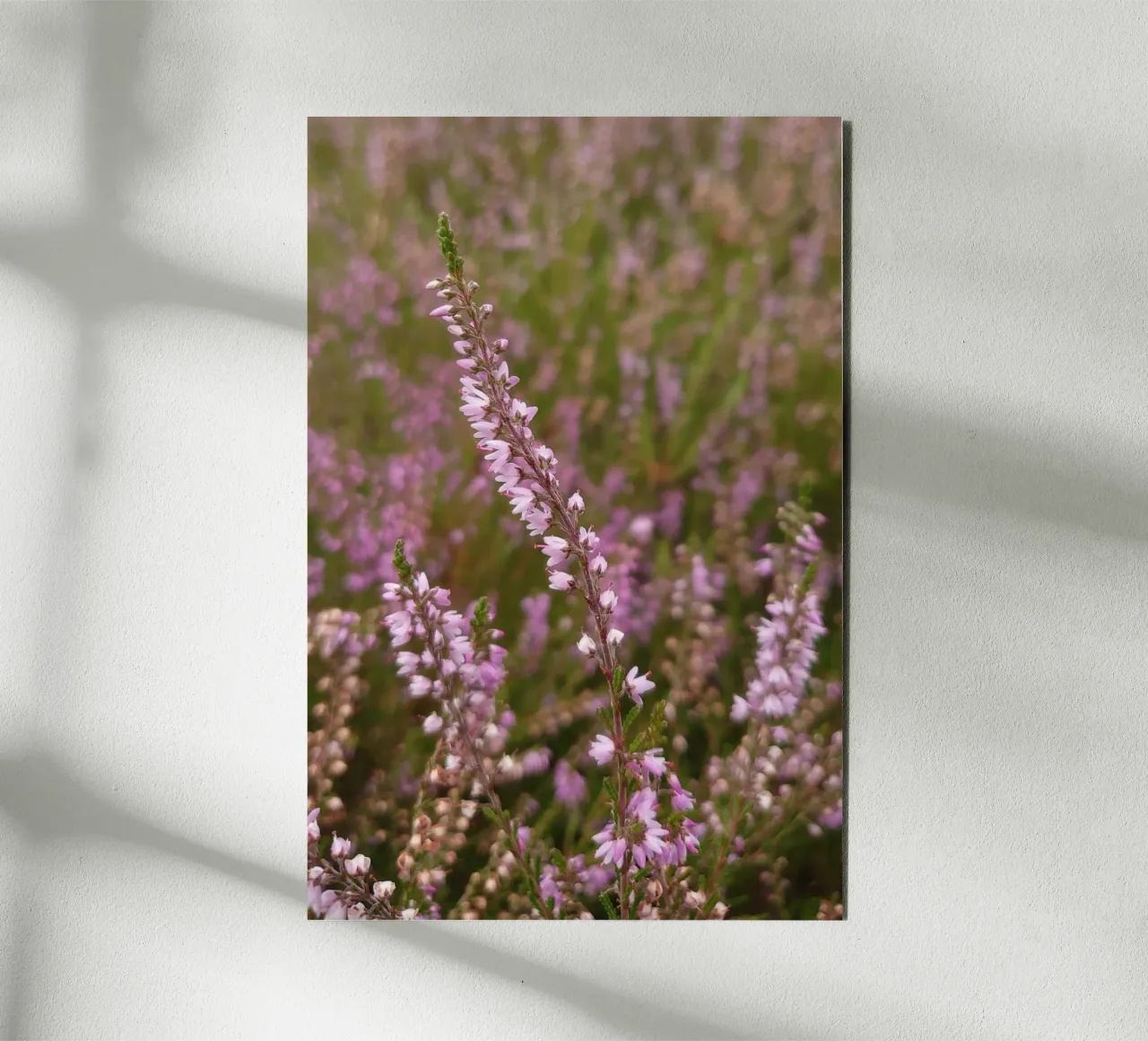 Fiori di erica rosa e viola pannello forex da byrieneke