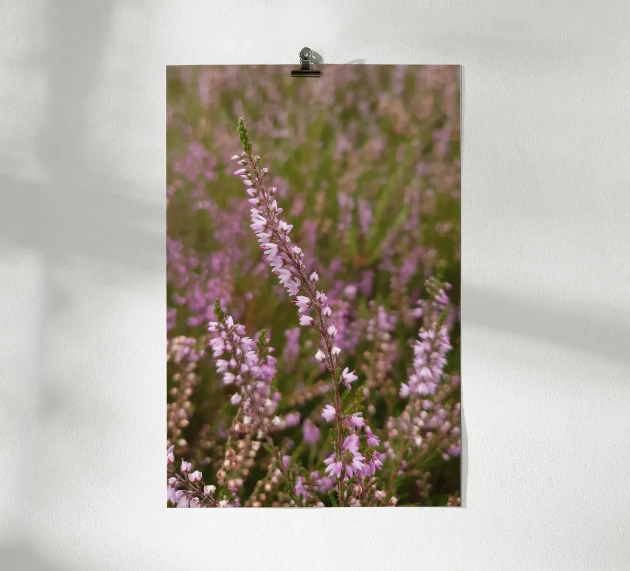 Fiori di erica rosa e viola carta hahnemühle da byrieneke