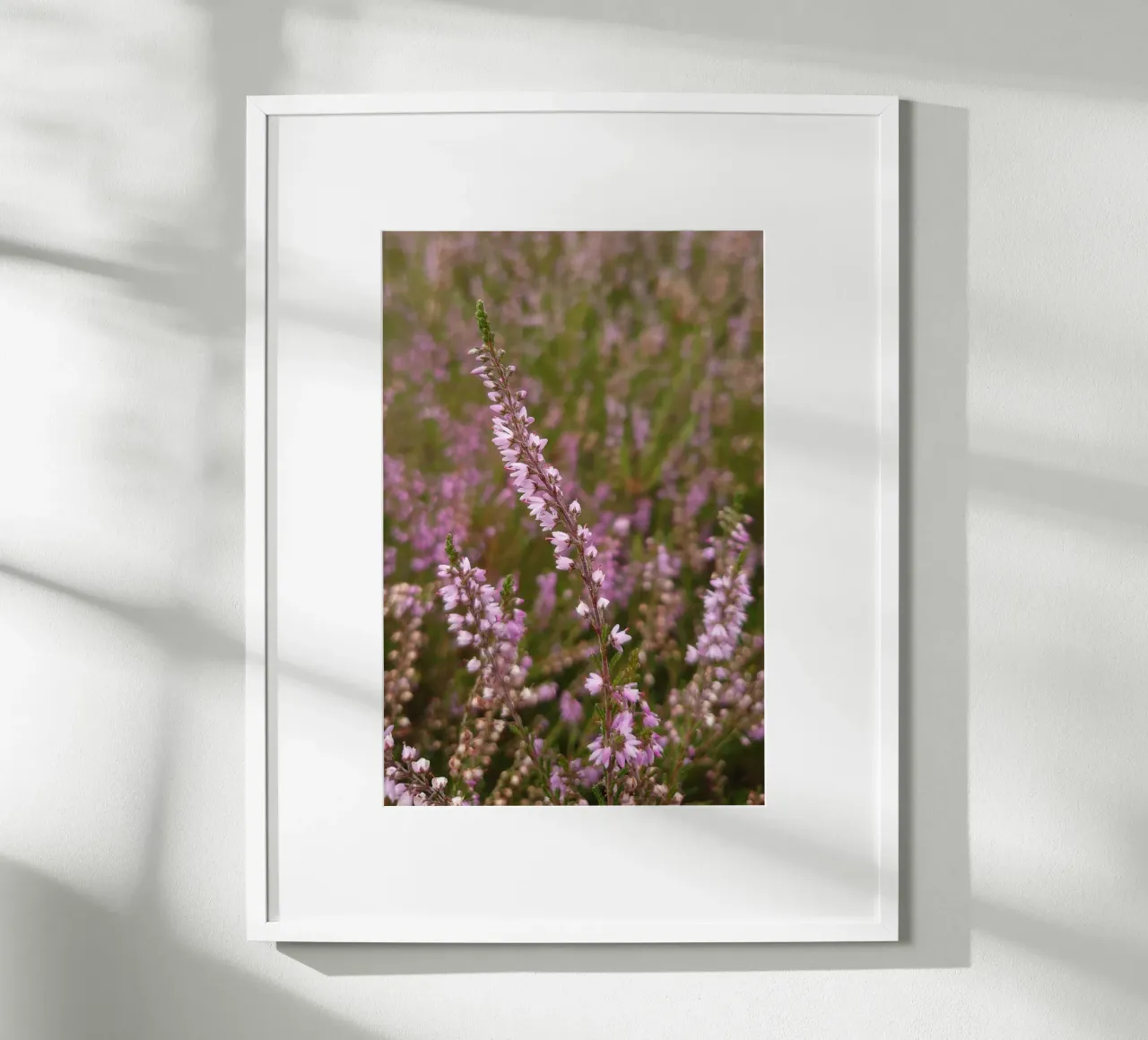 Fiori di erica rosa e viola carta hahnemühle da byrieneke