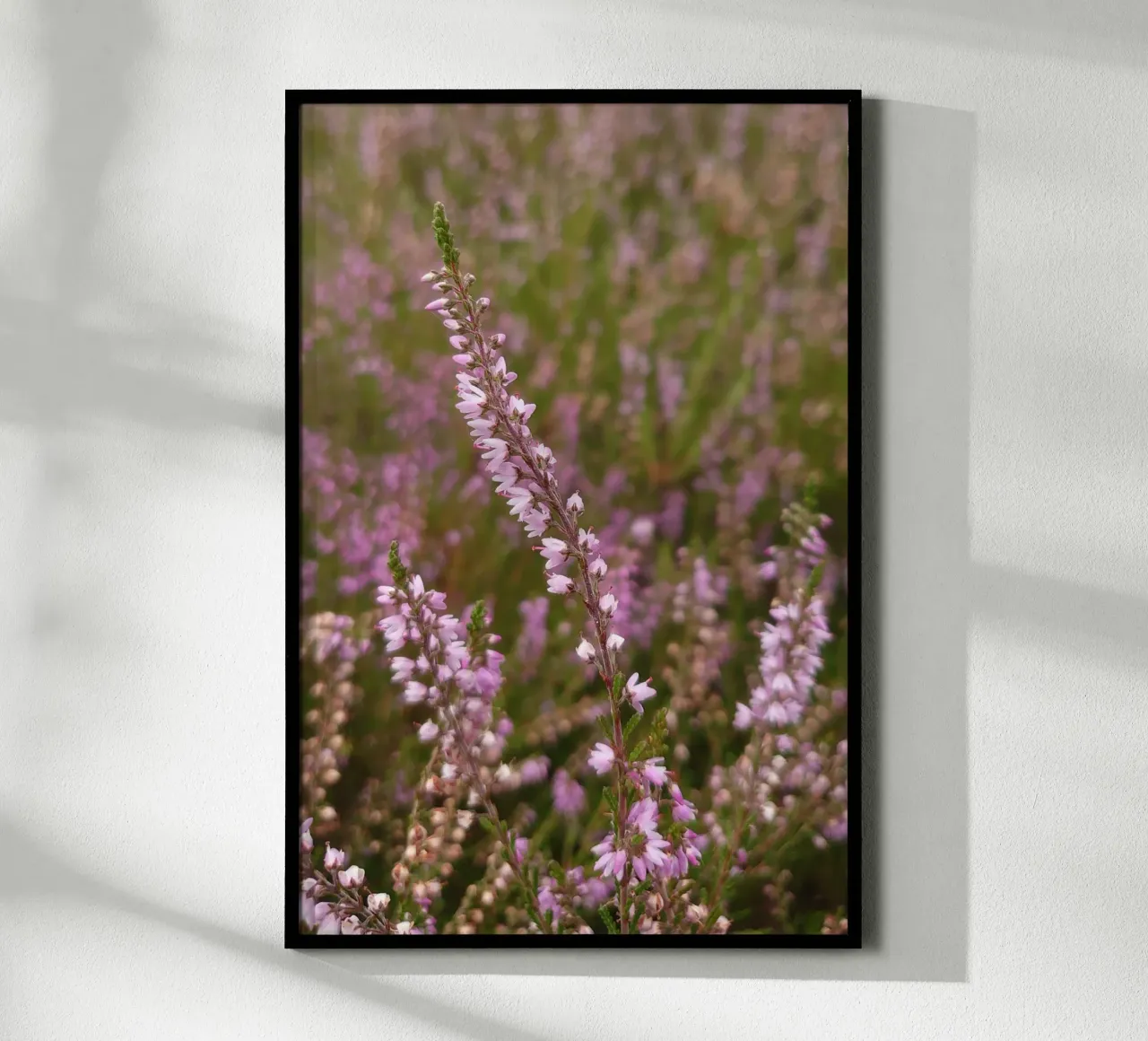 Fiori di erica rosa e viola carta hahnemühle da byrieneke