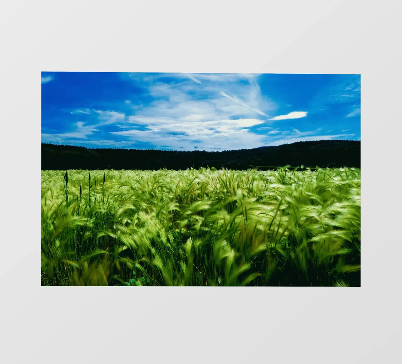 summer scenery backlit film by animal story home