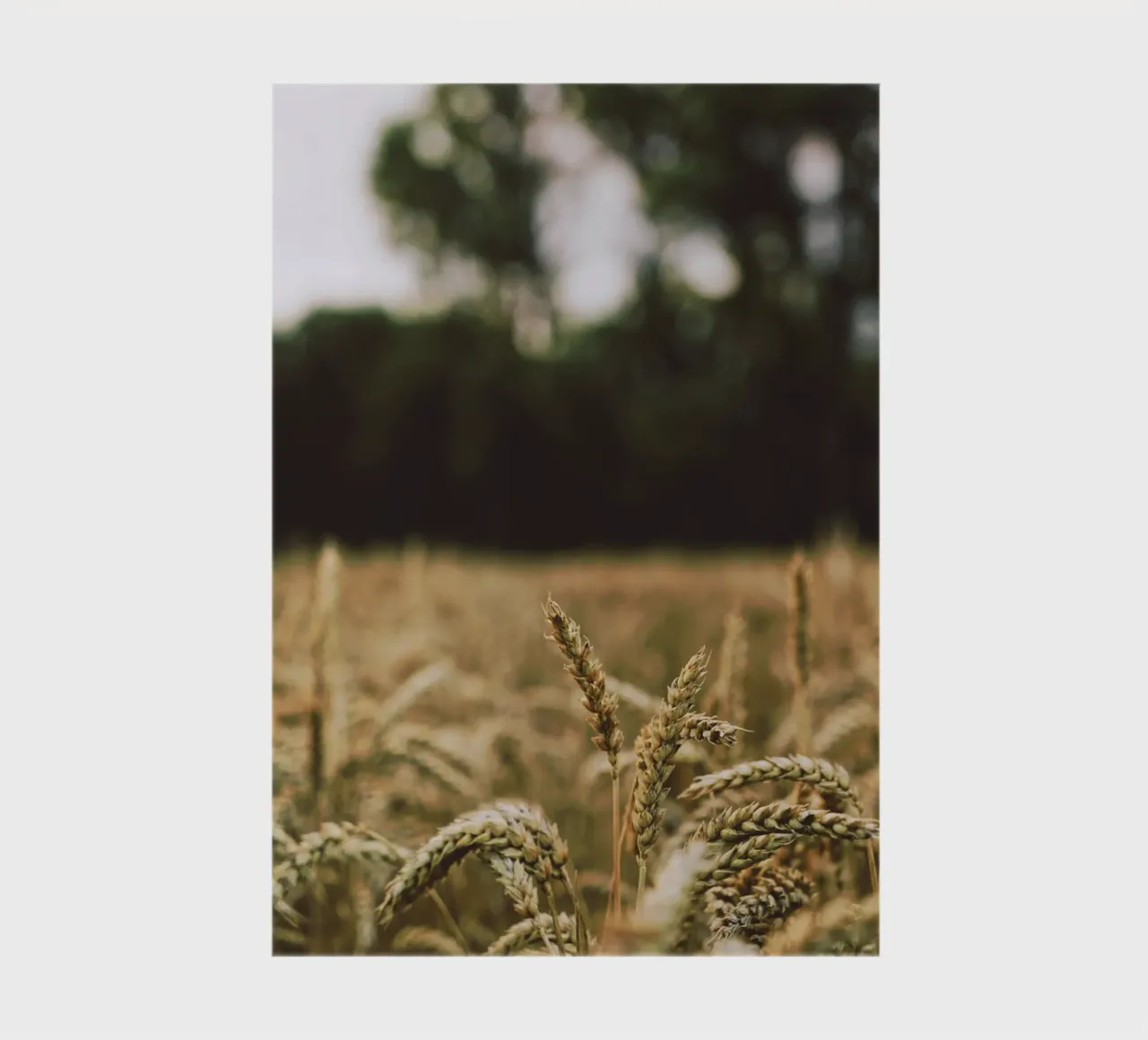 golden bokeh notebook by animal story home