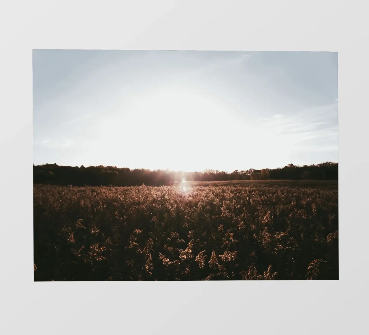 rural dusk evening pellicola backlit da animal story home
