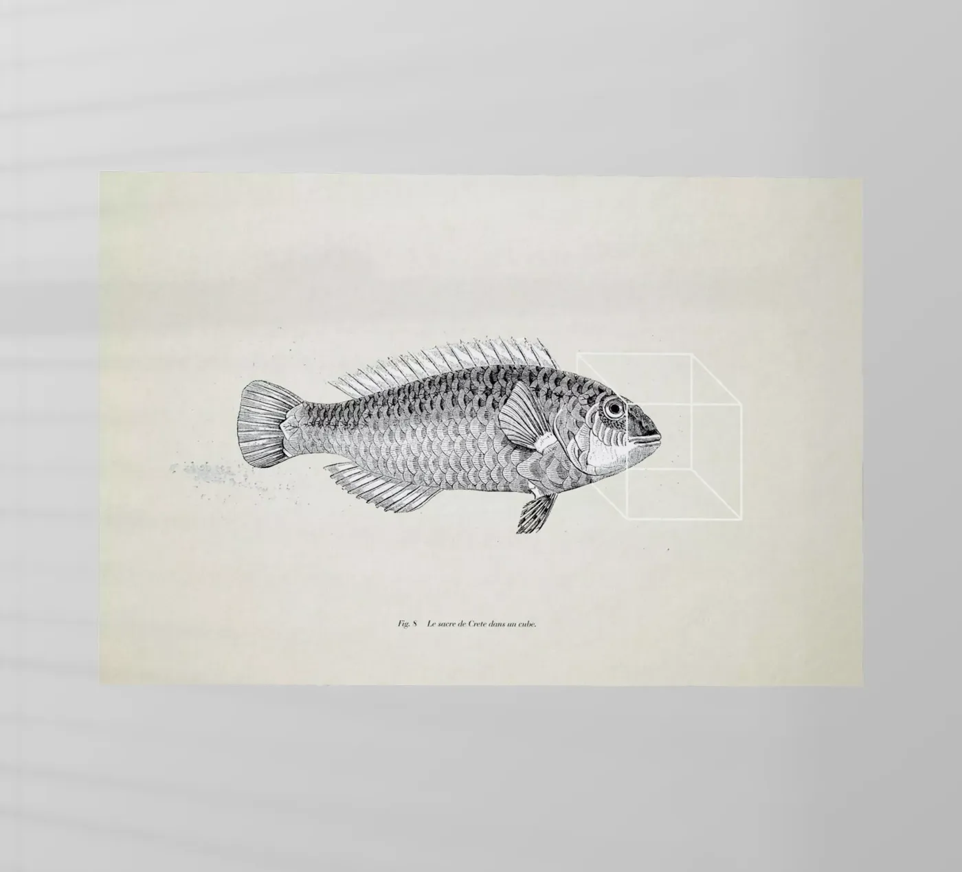 Fish#2 pellicola backlit da Matteo Morelli