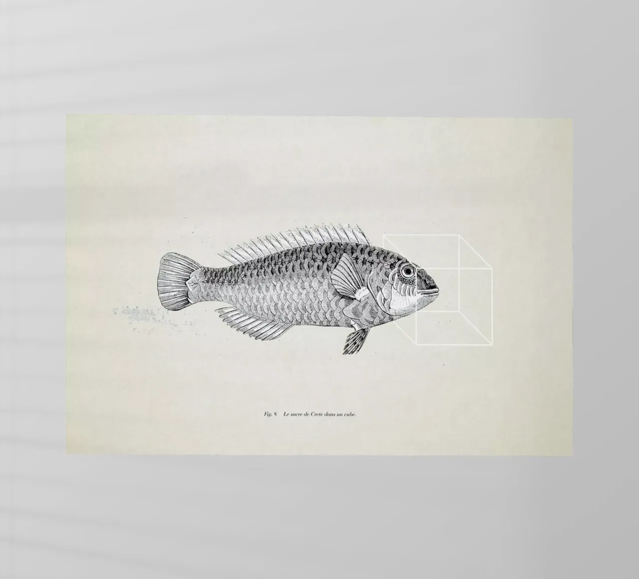 Fish#2 pellicola backlit da Matteo Morelli