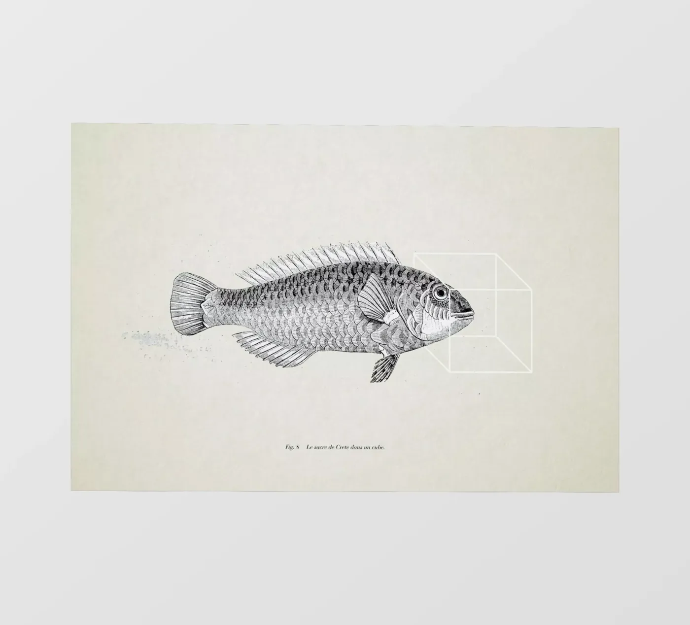 Fish#2 pellicola backlit da Matteo Morelli