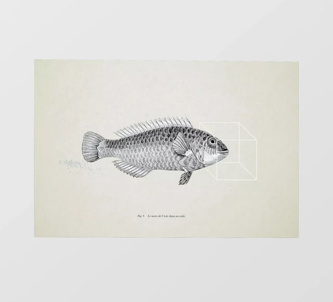 Fish#2 telo in pvc da Matteo Morelli