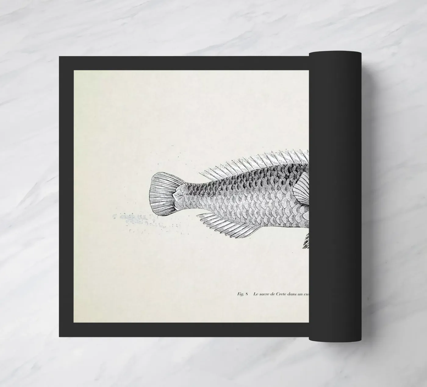 Fish#2 zerbino da Matteo Morelli