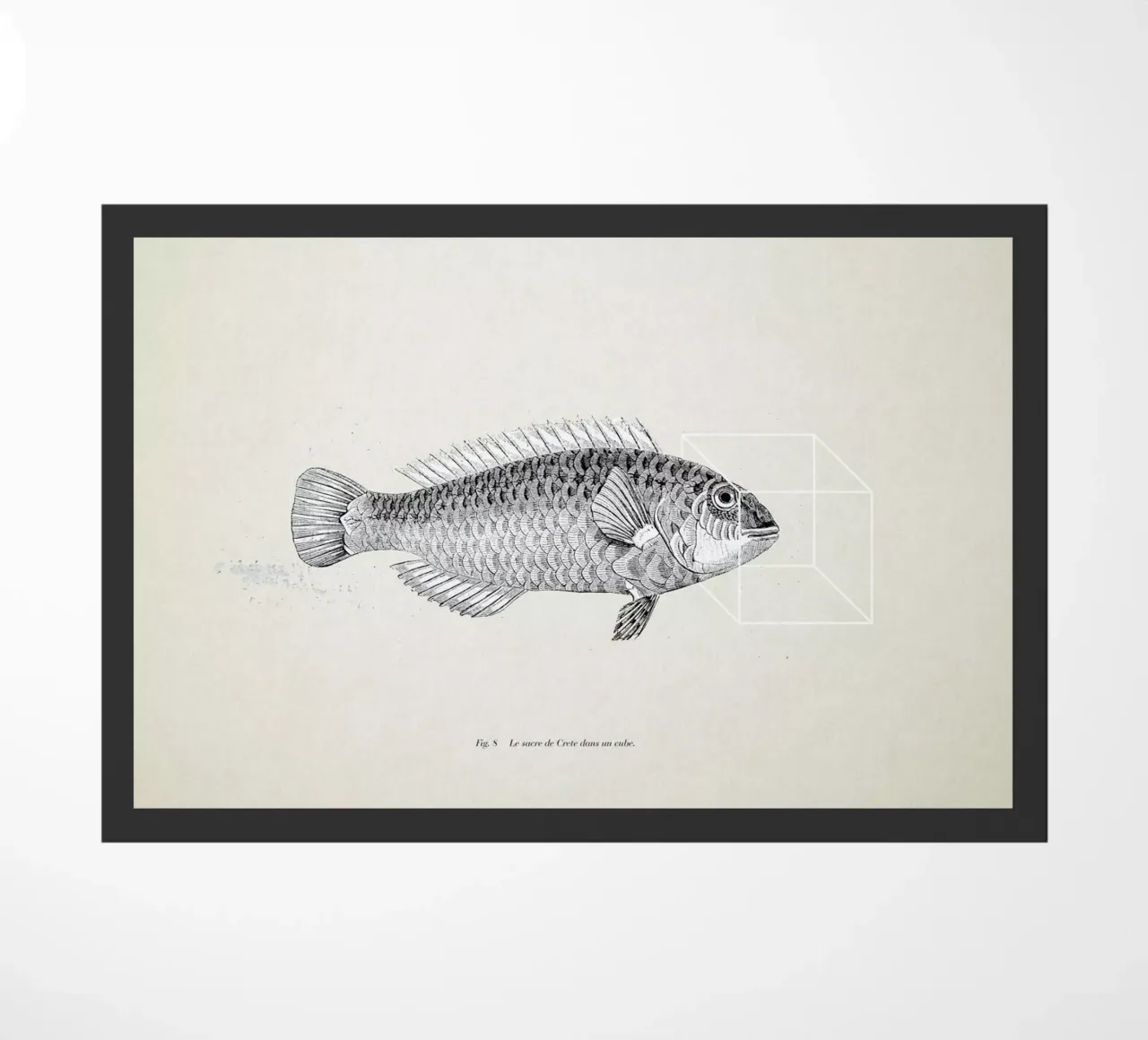 Fish#2 zerbino da Matteo Morelli