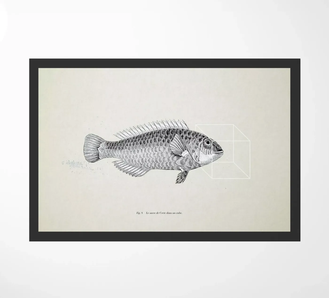 Fish#2 zerbino da Matteo Morelli
