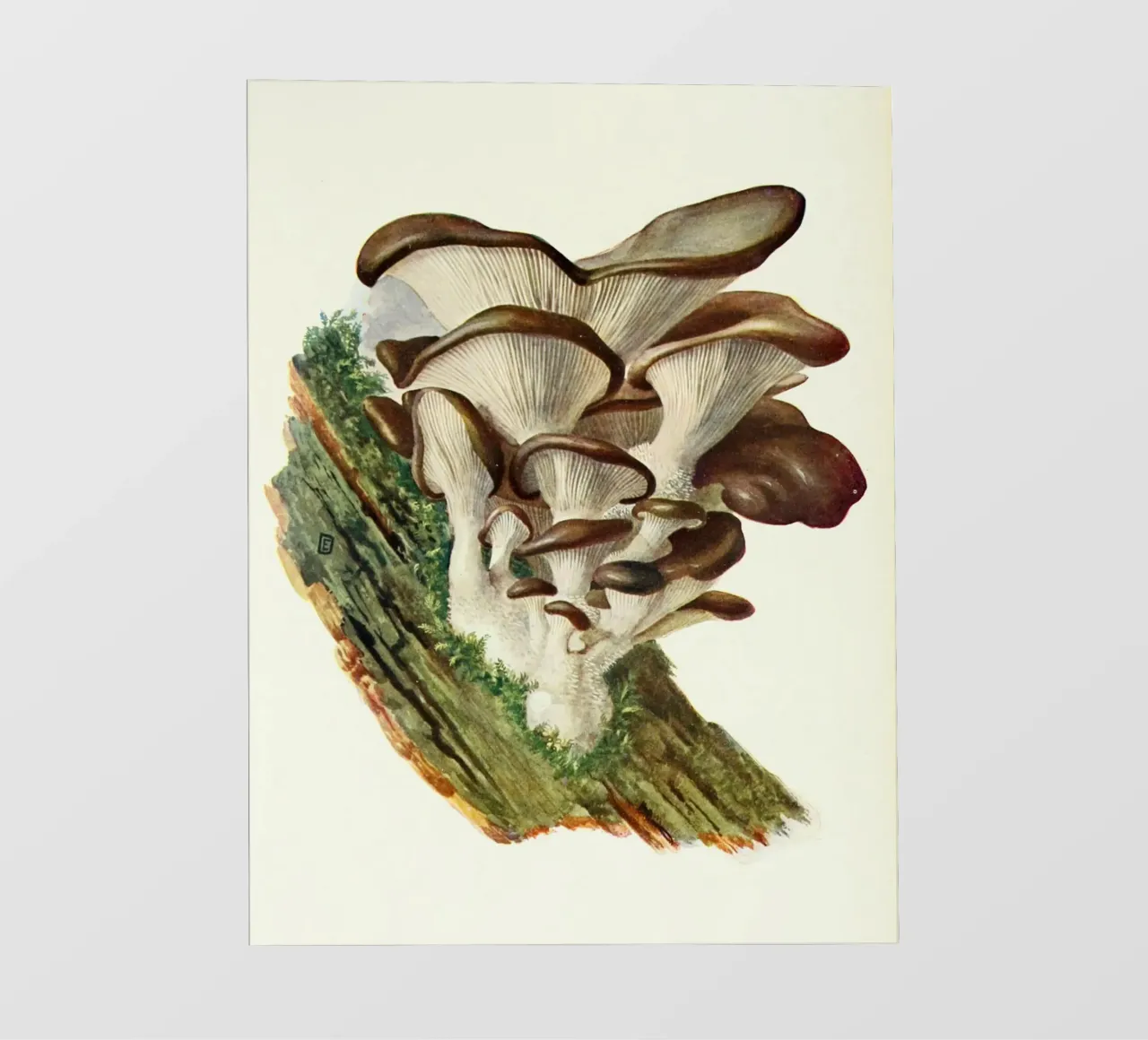 Lecter #3 telo in pvc da vintagebotanics