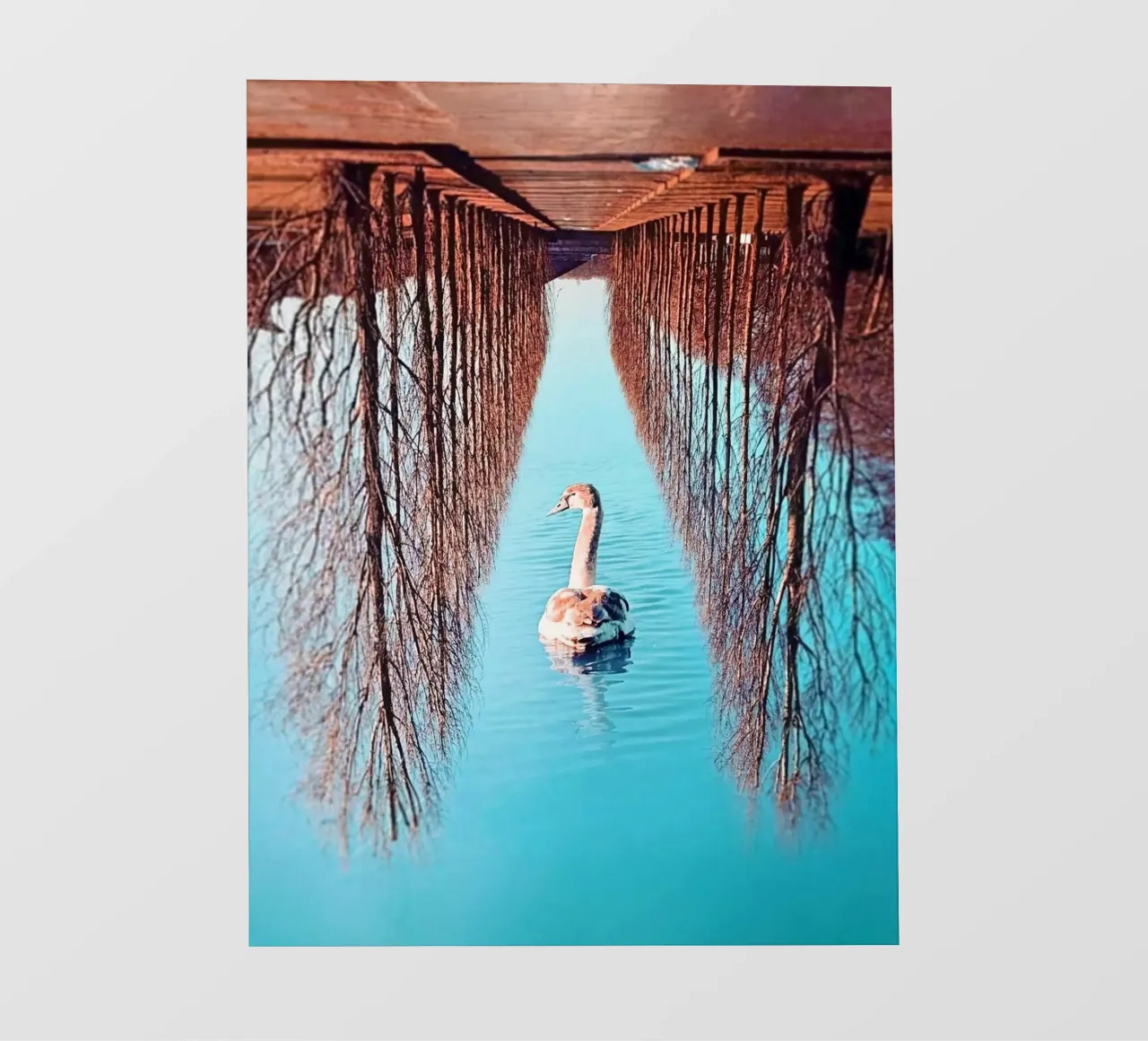 Swanomaly telo in pvc da mofartmonica