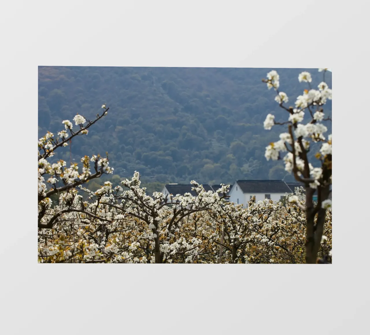 blossoming branches orchard pellicola backlit da Histrol