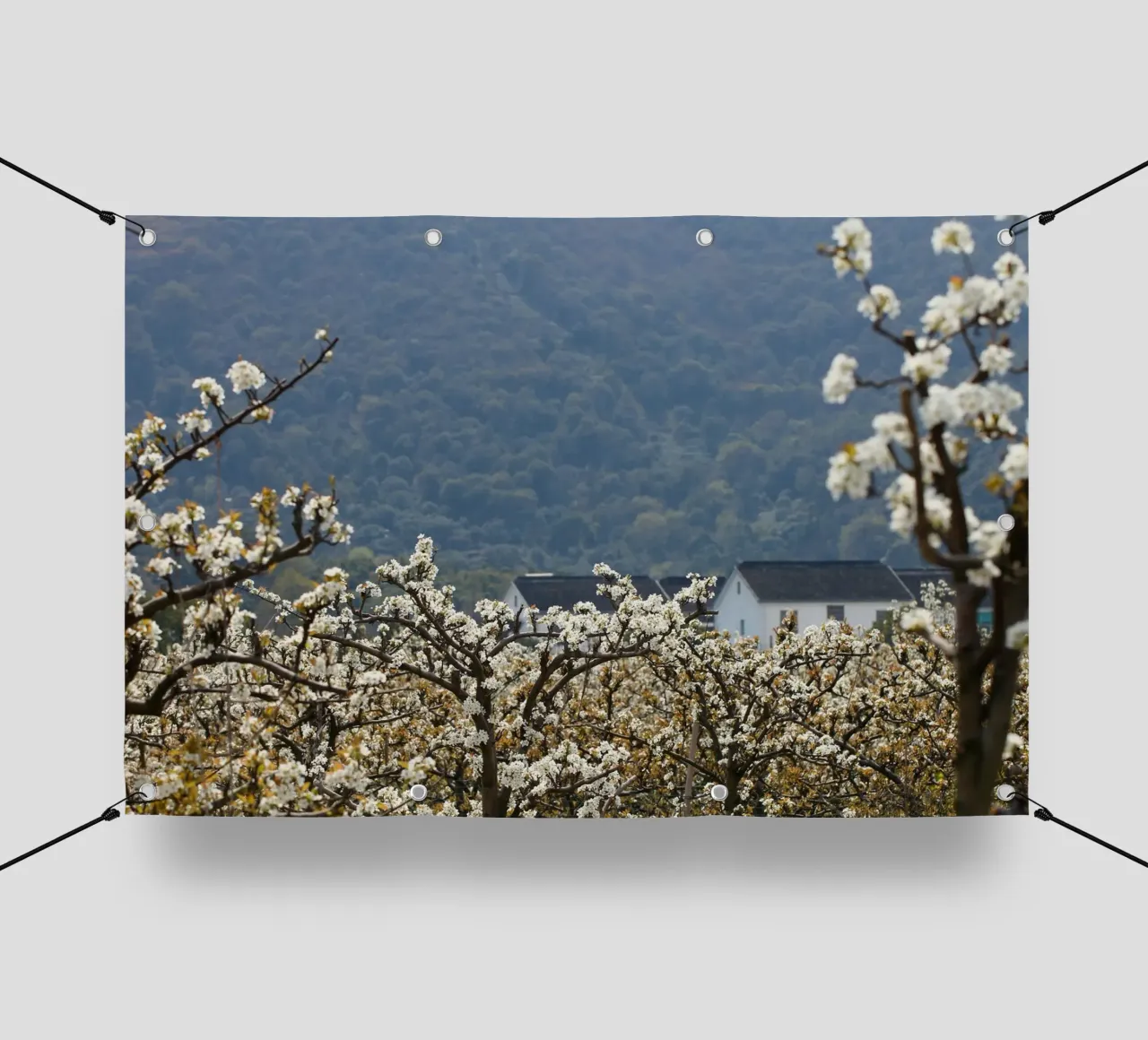 blossoming branches orchard telo in pvc da Histrol