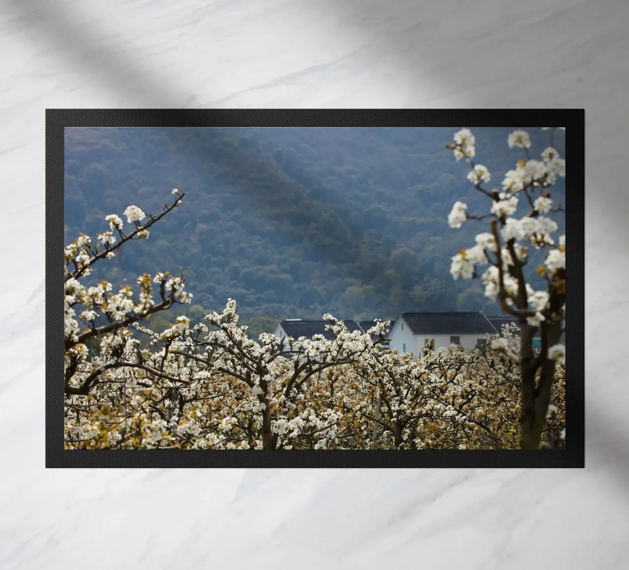 blossoming branches orchard zerbino da Histrol
