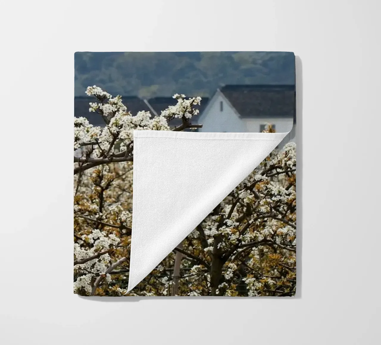 blossoming branches orchard telo mare da Histrol