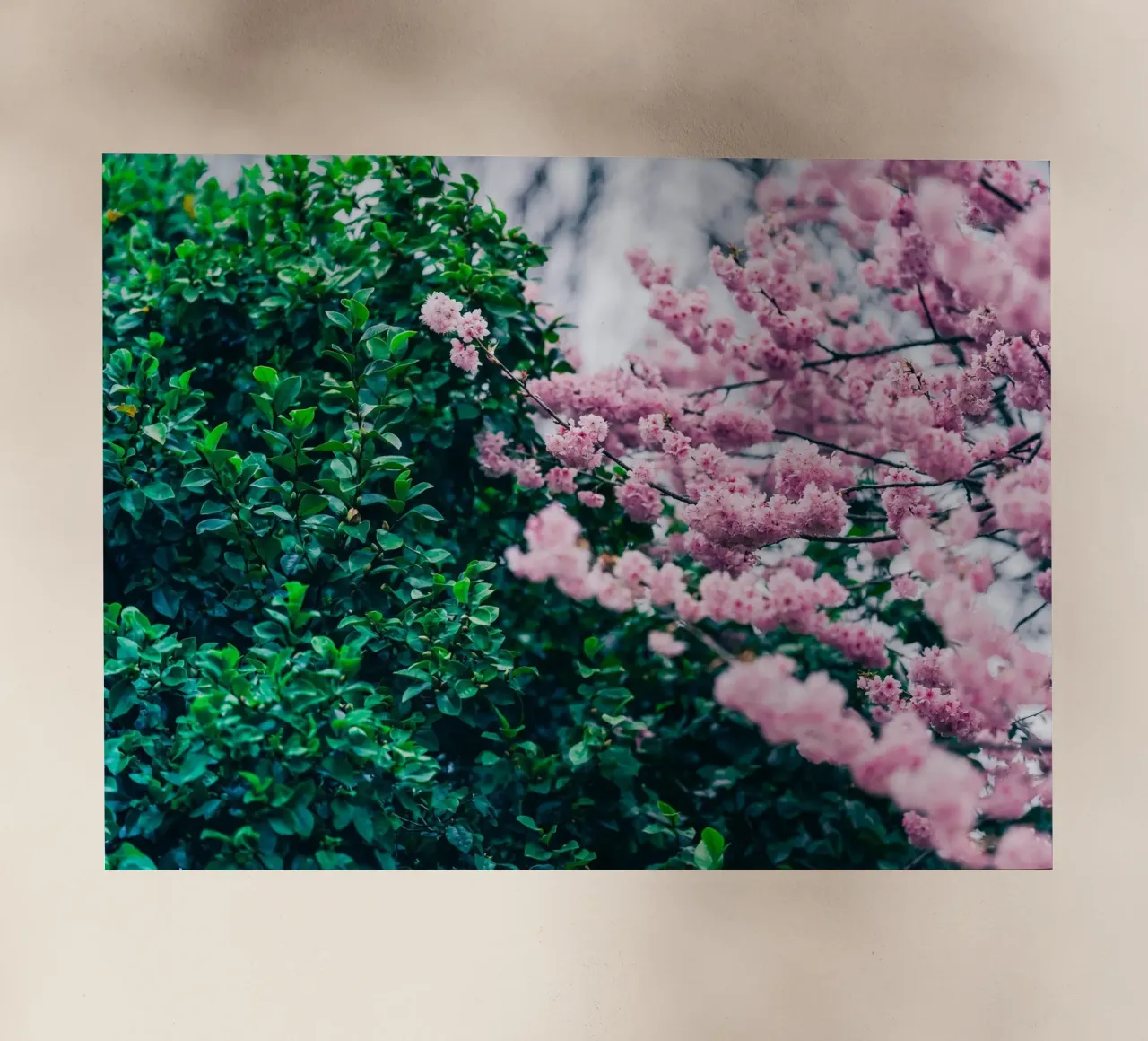 Pink wallpaper backlit film by Musadad Shop