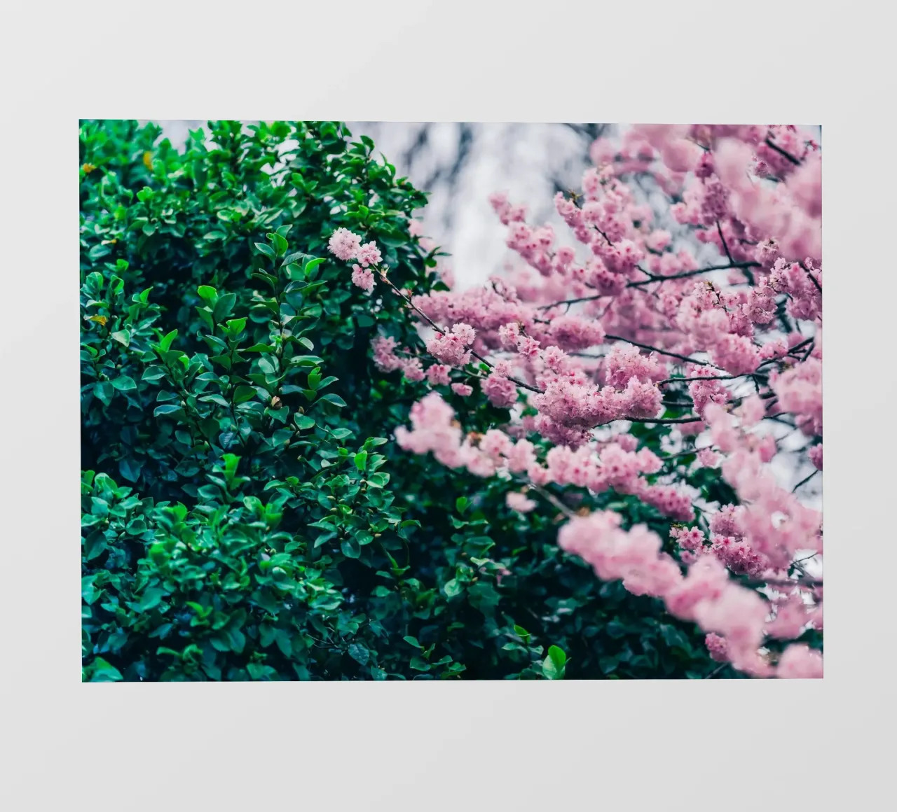 Pink wallpaper pvc cover by Musadad Shop